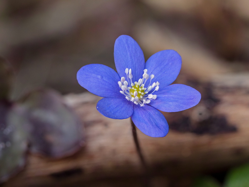 softness, nature, flower head, plant, hepatica nobilis, early bloomer, inflorescence, flower, wild plant, purple, petal, outdoors, springtime, common hepatica
