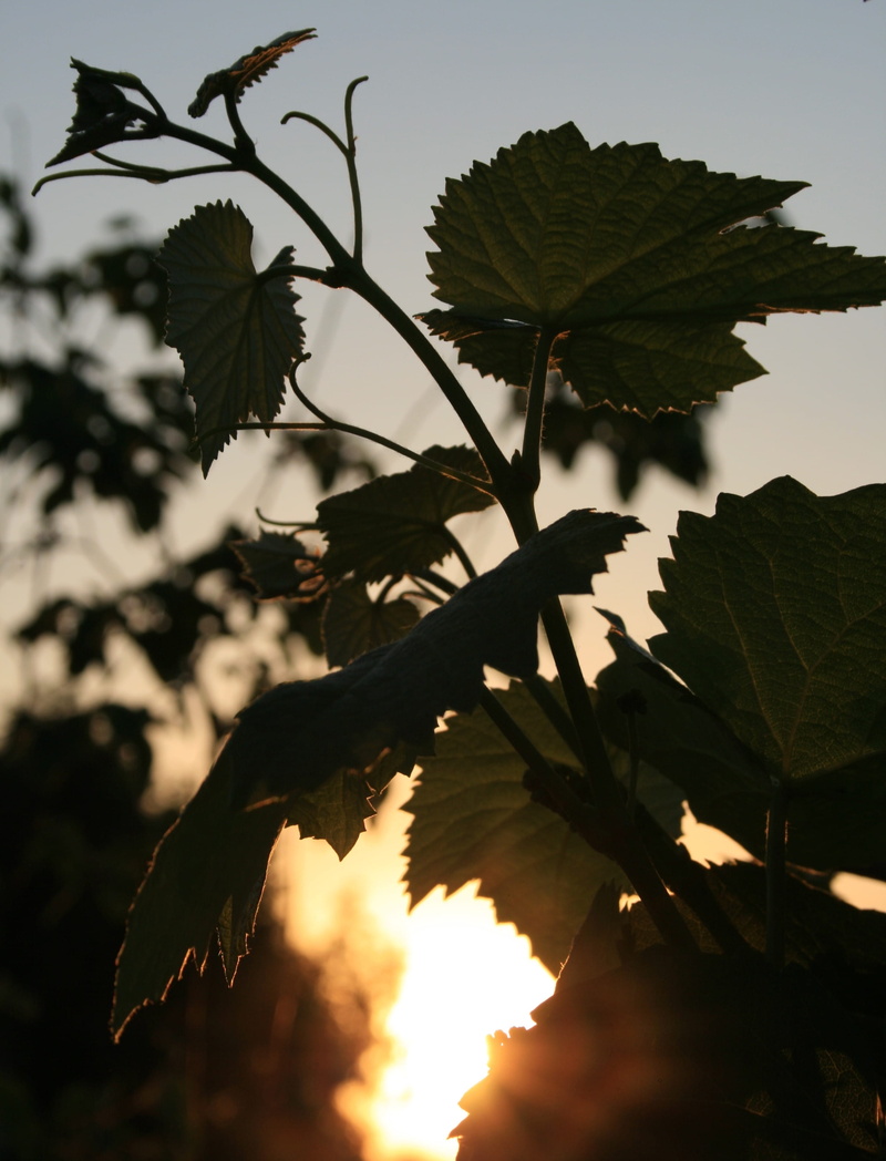low angle view, focus on foreground, grape, 2K, green, sky, no people, tree, outdoors, lobed, vine, leaves, plant part, serrated, growth, leaf, beauty in nature