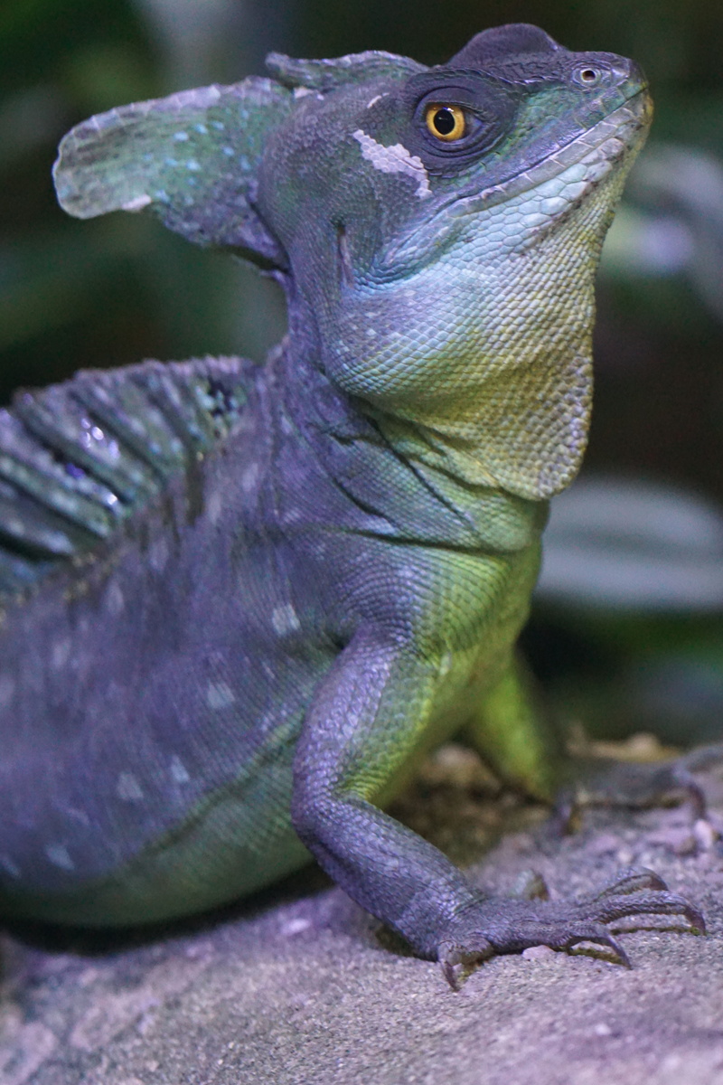 animal body part, schuppenkriechtier, rock, diurnal, animal wildlife, nature, reptile, close-up, one animal, focus on foreground, lizard, frontal lobe basilisk