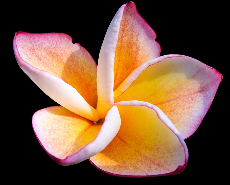 petals, inflorescence, growth, national flower, yellow, calyx lobes, flor de cebo, indoors, vulnerability, flower, fragility, white yellow, petaled, pollen