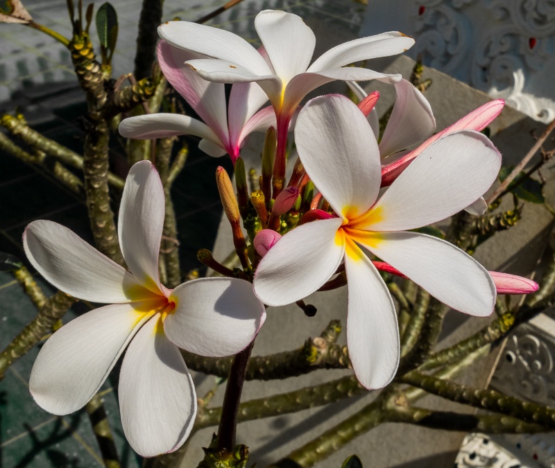bloom, flower head, flor de cebo, plumeria alba, nature, beautiful, petal, white, flower, freshness, west indian frangipani, beauty in nature, plumeria