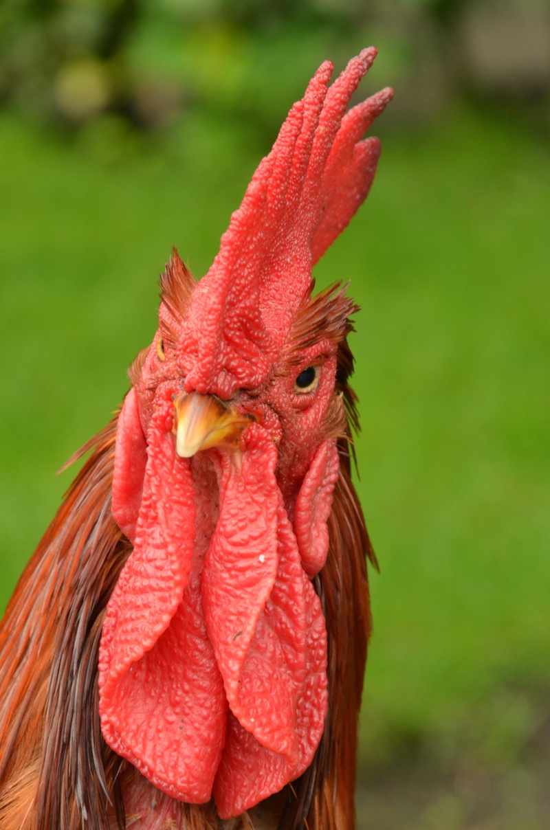 bird, curious, livestock, domestic, outdoors, close-up, comb, animal body part, 4K, no people, one animal, focus on foreground, chicken - bird, domestic animals