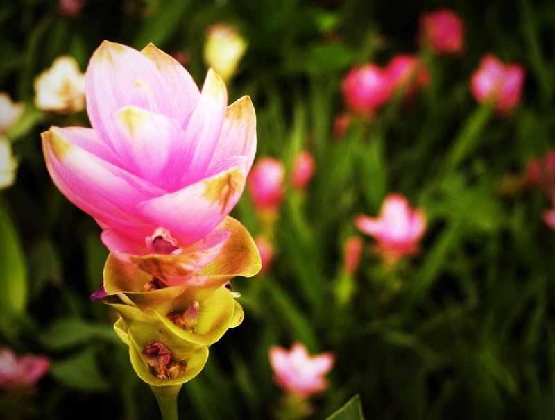 flower, bouquet, nosegay, tulip thai, growth, beauty in nature, petal, pink, pink flowers, blossom cherry, softness, springtime, siamtulip, flower bouquet
