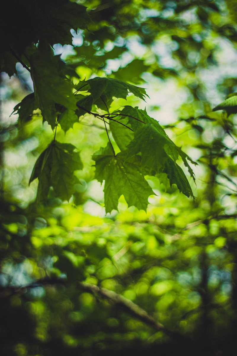 tranquility, focus on foreground, macro, plant part, day, leaves, branches, close-up, woods, sunlight, leaf, freshness, forest, environment, plant, growth