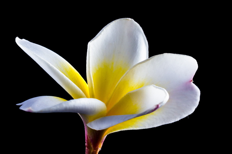 apocynaceae, nature, freshness, indoors, dog gift greenhouse, bloom, flor de cebo, calyx lobes, petaled, plumeria alba, plumeria, yellow, orchid, close-up