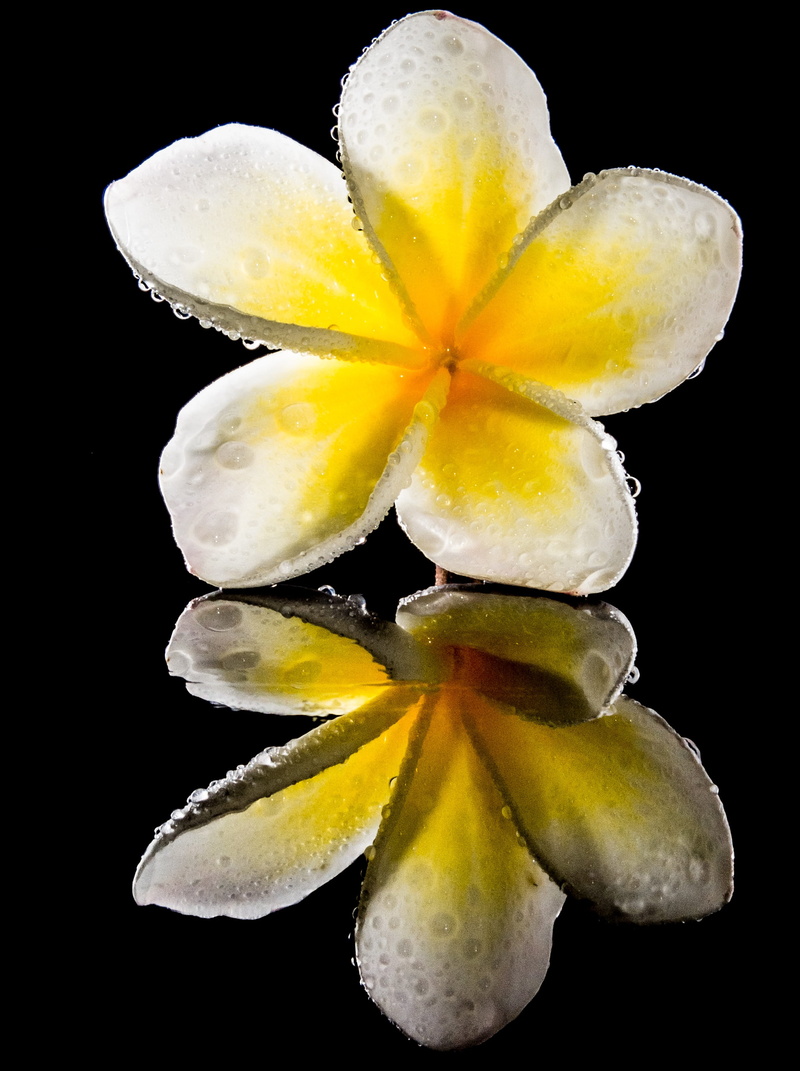 nature, flower, west indian frangipani, bloom, flowering plant, flor de cebo, petals, fruit, plumeria, freshness, frangipandi, exotic, inflorescence, temple tree
