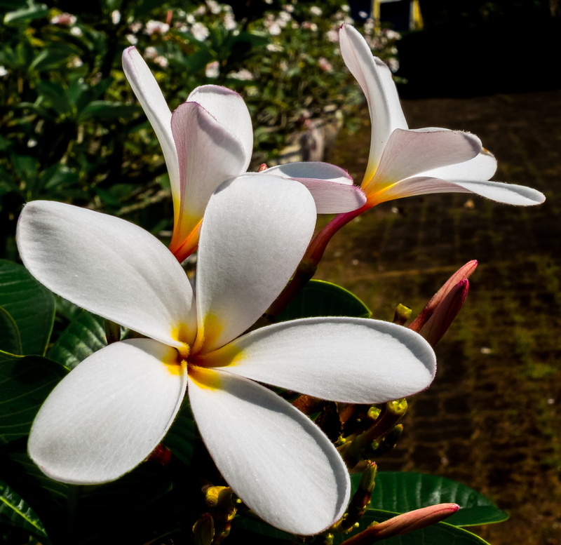 flowering plant, temple tree, blossom, frangipani, freshness, flower, close-up, petals, plumeria, plumeria alba, bloom, plant, growth, apocynaceae, outdoors