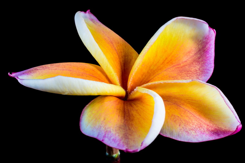 plumeria alba, black background, flower head, shallow, ornamental flower, petaled, national flower, 5K, white yellow purple, temple tree, purple, ornamental plant