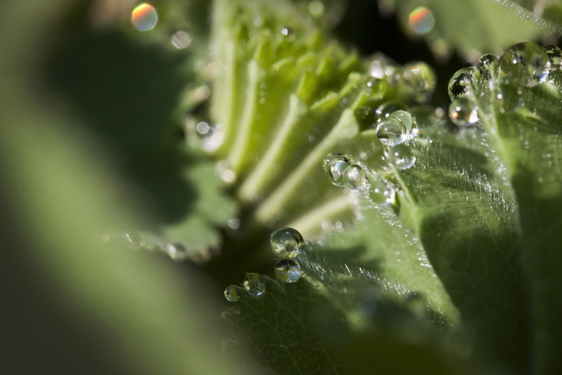 4K, green color, plant, leaf, selective focus, guttation, plant part, herbaceous plant, alchemilla, outdoors, the rose family, purity, nature, dew, vulnerability