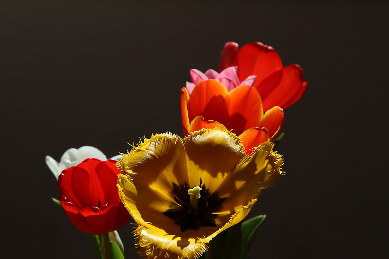 pollen, spring flower, jagged, close-up, studio shot, light, liliaceae, freshness, 5K, white, beauty in nature, tulip, calyx, background, tulipa, nature