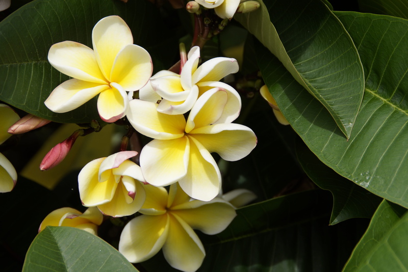 beauty in nature, flora, fragility, exotic, calyx lobes, ornamental flower, flowers, petals, frangipani, ornamental tree, no people, national flower, close-up