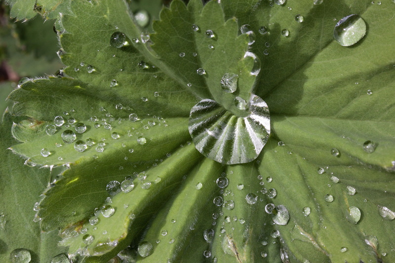 beauty in nature, day, the rose family, backgrounds, leaf, plant part, close-up, drop, rainy season, genus, nature, dew, heavenly water, true leaves, leaves