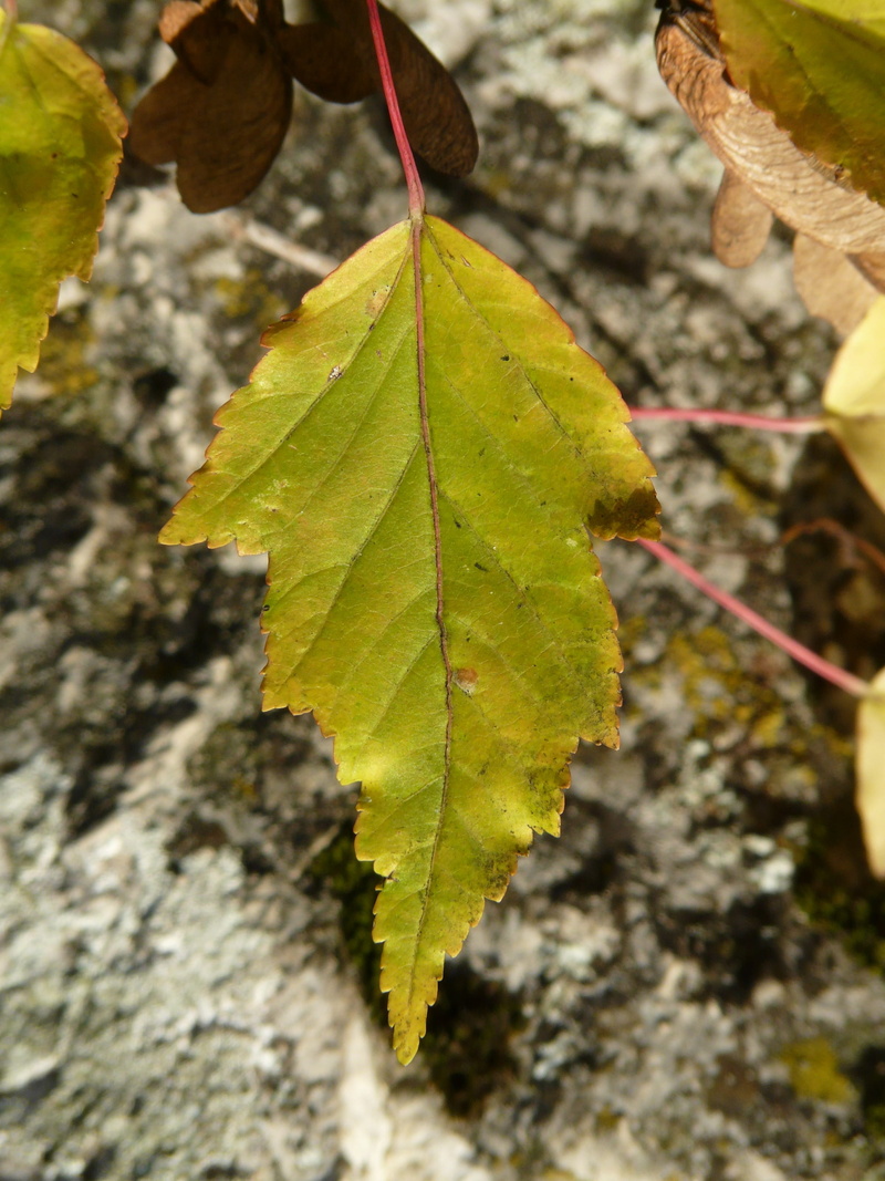nature, amurahorn, Fire, change, green, leaf, tatar quilt maple, growth, dreispitz maple, field, plant part, close-up, plant, maple leaf, tree, maple, leaves
