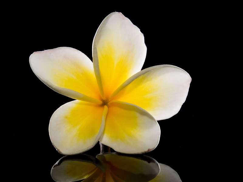 flower, vulnerability, frangipani, ornamental plant, petal, black background, flor de cebo, inflorescence, indoors, flora, no people, calyx lobes, national flower