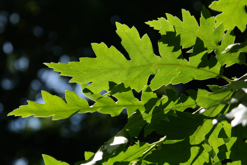 Back Light, no people, sunlight, plant, turkey oak, sunny, green, tranquility, growth, photo, leaves, low angle view, buchtig lobed, fagaceae, fragility