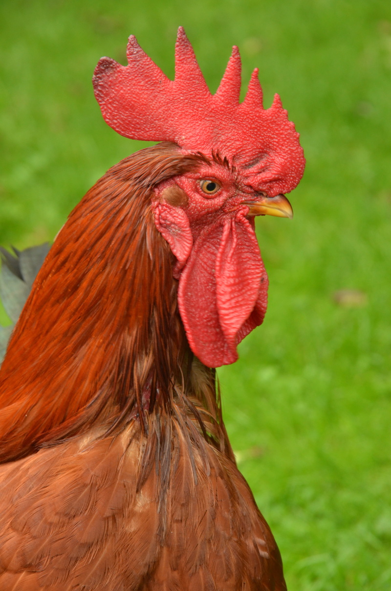 pets, male animal, outdoors, farm, close-up, comb, animal, red, livestock, 4K, one animal, haan, focus on foreground, chicken, animal head, bird, domestic animals