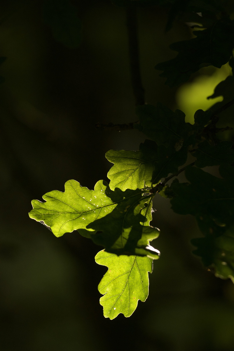 summer, oak leaf, nature, green, focus on foreground, lobed, no people, branch, sunlight, food and drink, leaf, oak, fruit, tree, food, outdoors, beautiful
