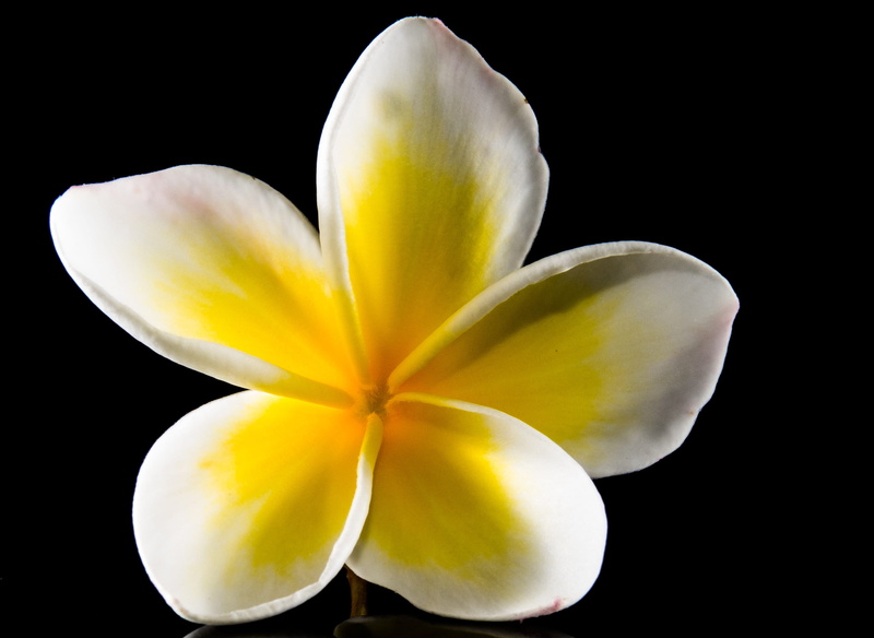 White, plant, dog gift greenhouse, calyx lobes, inflorescence, macro, indoors, single Flower, plumeria alba, west indian frangipani, 4K, tropical Climate