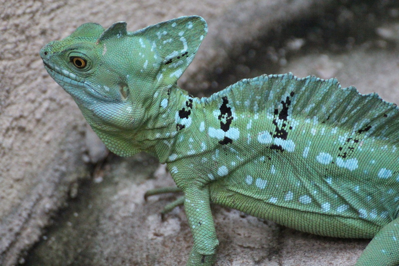 close-up, animal, reptiles, outdoors, nature, focus on foreground, gecko, day, animal body part, basiliscus plumifrons, basilisk, no people, one animal