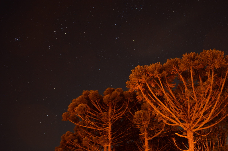 no people, plant, moon, night, araucaria, fire, 4K, water, sea, star - space, sea life, star, space and astronomy, low angle view, starry, nebula, scenics - nature