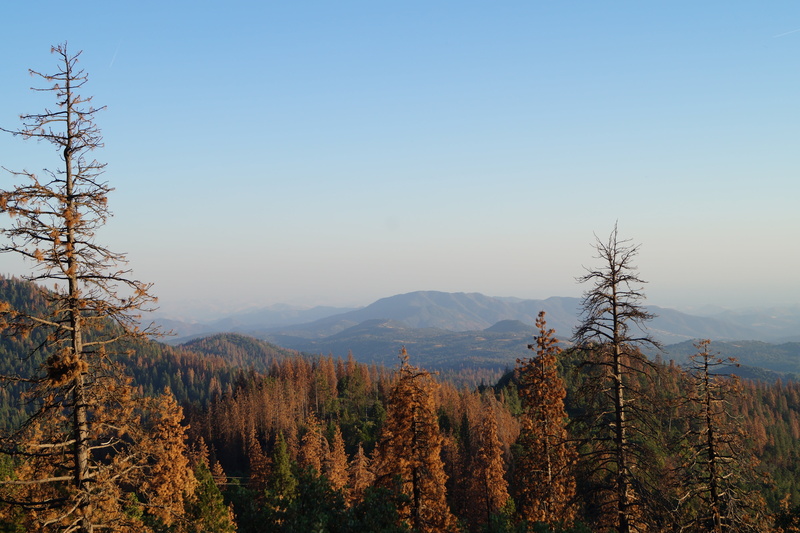 nature, beauty in nature, tranquility, tree, 5K, change, outdoors, environment, autumn, growth, day, tranquil scene, california, forest, mountain range