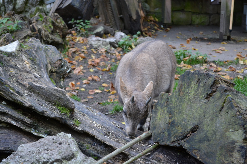 solid, animal themes, wildlife park, horns, animals in the wild, livestock, hoof, no people, eyes, vertebrate, enclosure, land, gams, leaves, dog claim