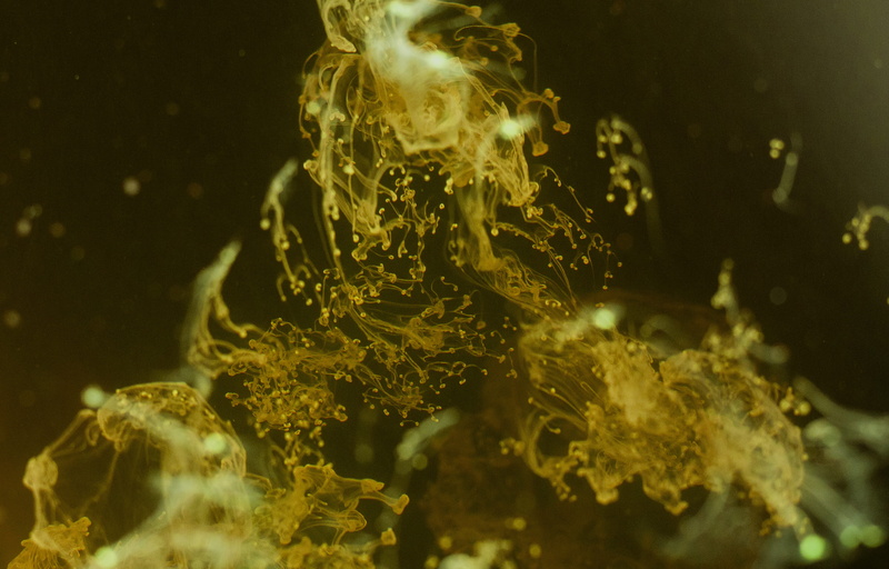 underwater, invertebrate, fish, pollen, marine, lights, nebula, water, animal themes, black background, no people, aquatic, vertebrate, algae, jellyfish