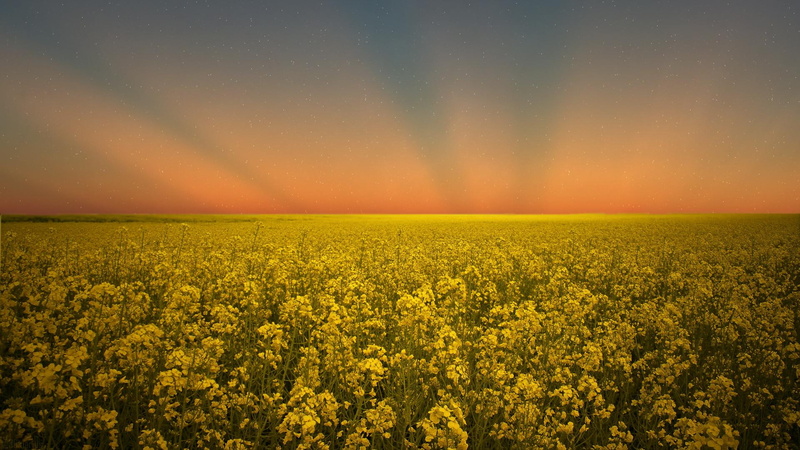 sunset, 1080P, rapeseed, last, field, 3d and abstract, goodbye, nature, rape, one
