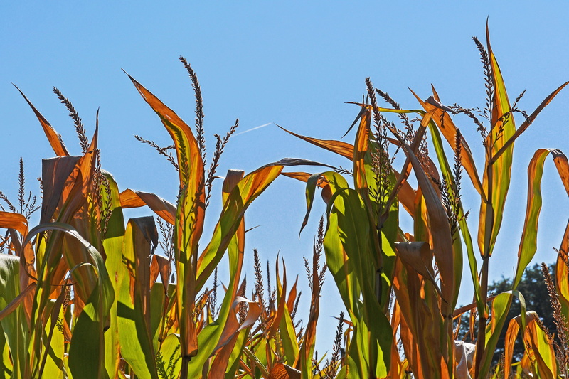 nature, late summer, field, corn plants, beauty in nature, no people, corn, tranquility, plant, sky, sunlight, crop, heat period, cornfield, blue, agriculture