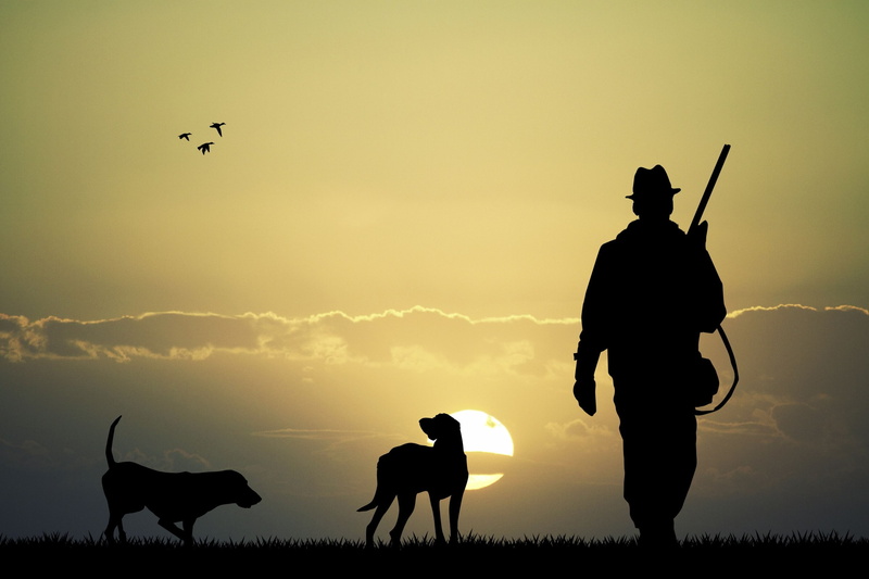dog, rifles, 2K, sun, men, hunting, gun, animals, bird, 2560x1707