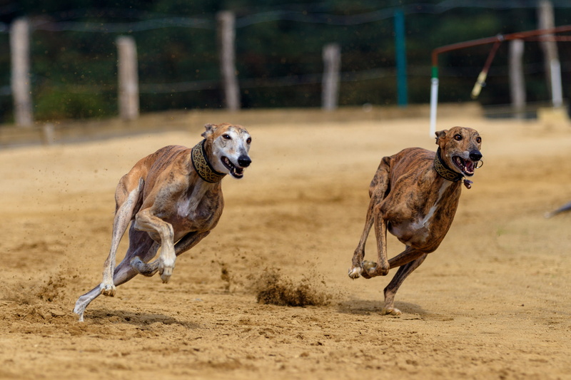playing, mammal, pet, sport, race, two animals, domestic animals, focus on foreground, no people, dog racing, motion, greyhound, animal portrait, land