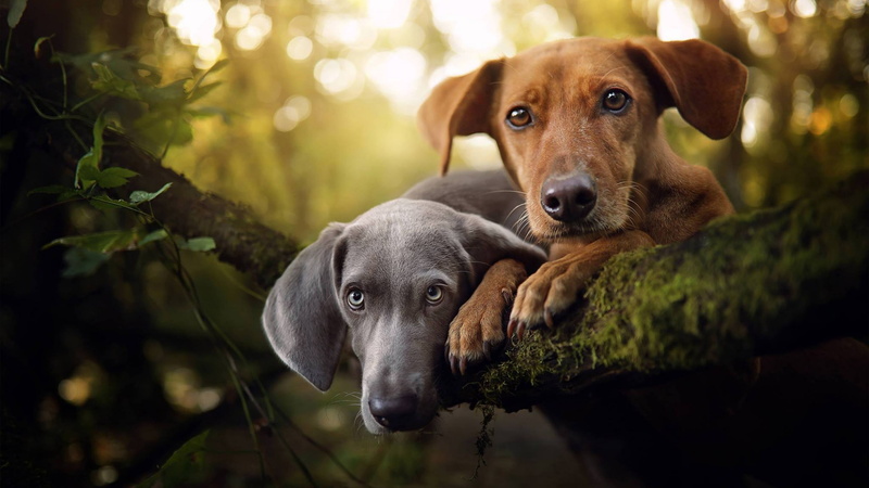 4K, no people, puppy, day, one animal, dogs, weimaraner, dog breed, vertebrate, outdoors, pets, plant, hunting dog, canine, portrait, mammal, dog, domestic