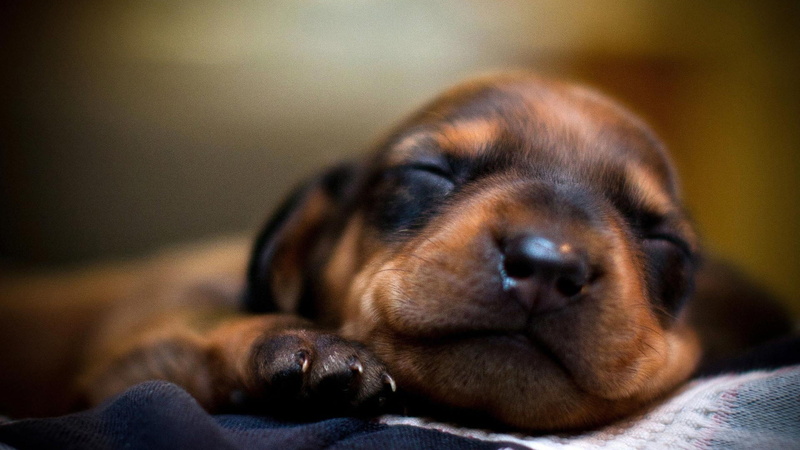 boxer, puppy, dog, rhodesian ridgeback, sleeping, young animal, no people, animal head, bloodhound, bull mastiff, pinscher, relaxation, indoors, hound