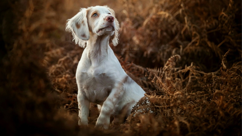 one animal, pets, english setter, snout, land, 1080P, hunting dog, looking away, dog, looking, animal themes, vertebrate, vignette, dog breed, no people