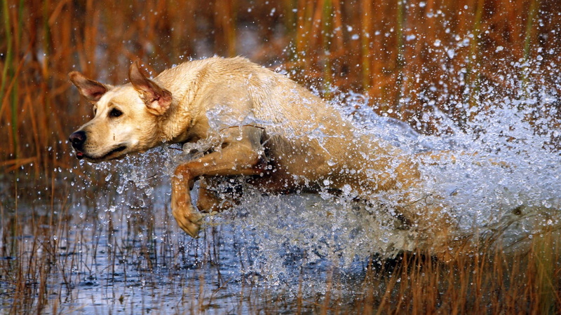 animal themes, splashing, duck hunting dog background, wet, canine, 4K, mammal, outdoors, no people, dog, labrador retriever, retriever, domestic, vertebrate