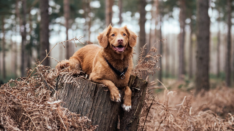 nova scotia duck tolling retriever, woodland, outdoors, animal, domestic, retriever, nature, mammal, forest, domestic animals, purebred dog, one animal