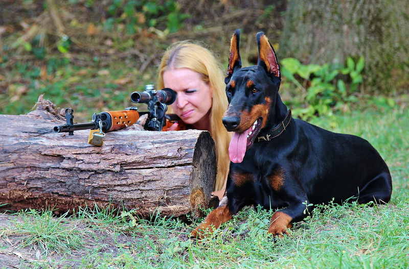 plant, one animal, hunting, gun, beside, rottweiler, sighting, vertebrate, dog, land, canine, nature, pinscher, pistol, domestic animals, adult, tree, doberman