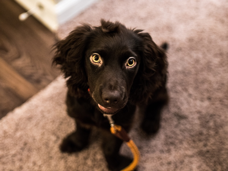 boykin, mammal, no people, close-up, pet, domestic animals, hunting, portrait, hunt, one animal, walk, focus on foreground, united states, boykin spaniel