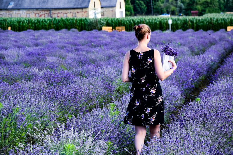 flowering plant, 5K, distant, young, beautiful woman, one person, garden, floral, buildings, female, lavender, hairstyle, hair up, growth, two, real people