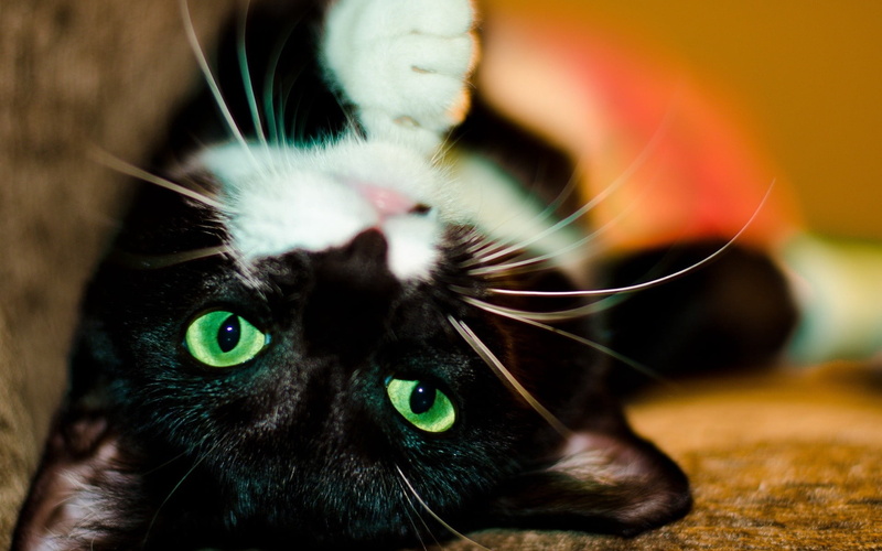 fluffy, domestic, looking, beauty, cats, black color, animals And Pets, portrait, cute, kitten, purebred Cat, looking at camera, paw, fur, animal body part