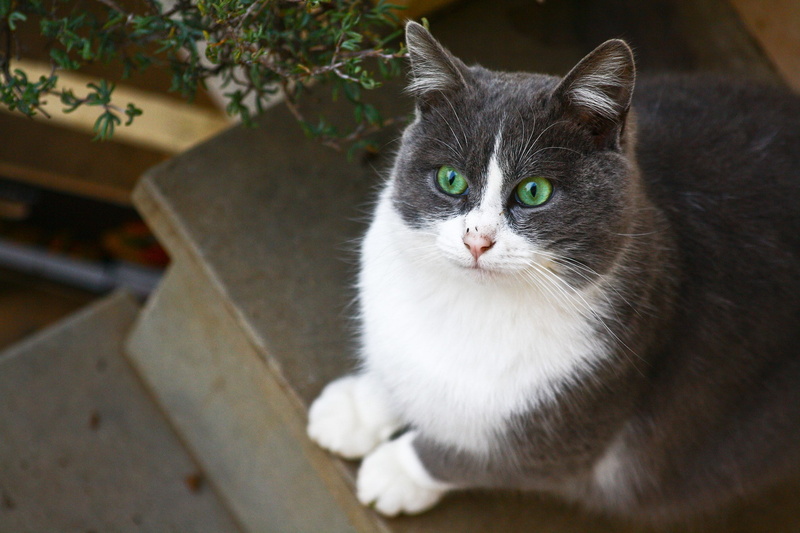 sitting, white-gray, 1080P, eyed, green-eyed, Cat, green