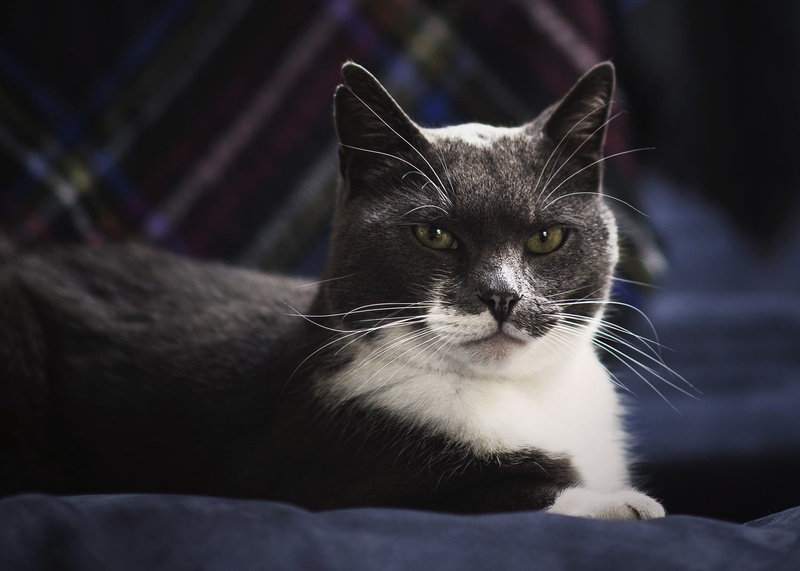 feline, grey, Pets, portrait, mammal, sofa, domestic cat, focus on foreground, close-up, cat, domestic animals, relaxation, animal eye, vertebrate, indoors