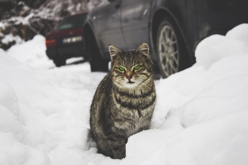 land vehicle, cat, green-eyed, fur, motor vehicle, cold - Temperature, feline, no People, pets, gray, animal themes, mode of transportation, white, nature