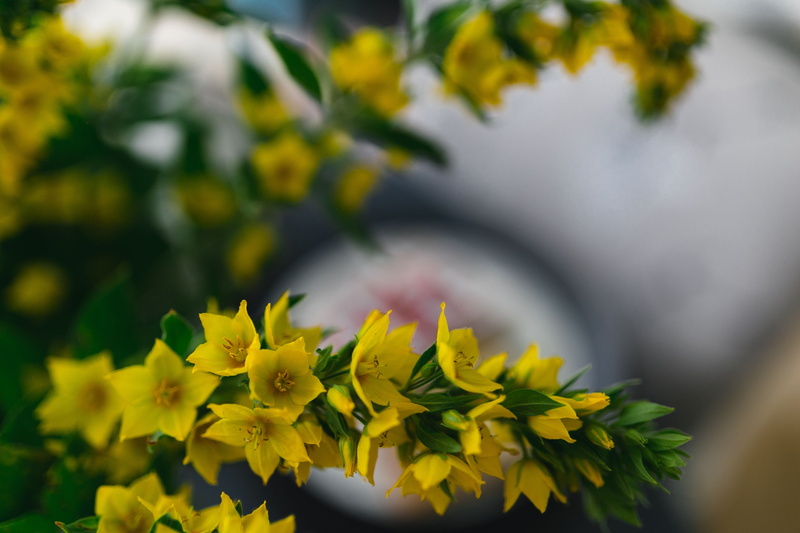 close-up, plant, apartment, flower, 4K, growth, yellow, outdoors, elegant, fragility, bunch of flowers, tree, dining room, leaf, beauty In Nature, plant part