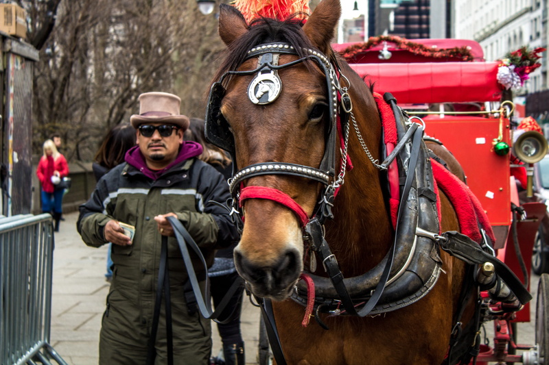 horsedrawn, nyc, united states, one animal, high quality, man, street photography, city, candid, animal wildlife, domestic animals, new york, bridle, canon