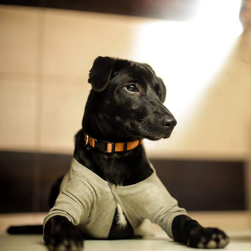 dog love, candid, indoors, mammal, 4K, stray, dog house, close-up, one animal, workspace, baby, black color, sitting, looking, india, dog office, dog