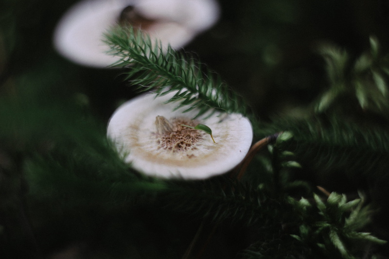 fungus, vegetable, макро, лес, fir tree, tree, food, freshness, growth, 5K, beauty in nature, landscape, russia, pine tree, mushroom, christmas tree, food and drink