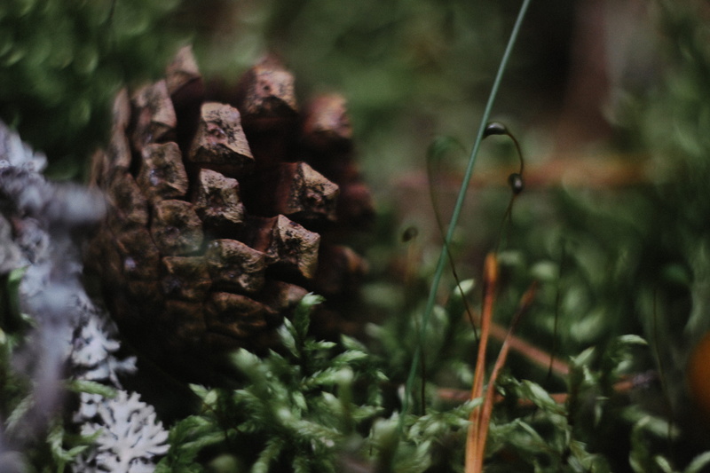 лес, love, growth, selective focus, forest, leaf, tree, nature, plant part, grass, day, outdoors, land, moss, 5K, food, green color, beauty in nature