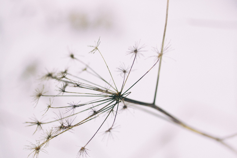 softness, tranquility, dandelion, no people, white, 4K, growth, grass, dandelion seed, freshness, day, flower head, macro, wildflower, focus on foreground