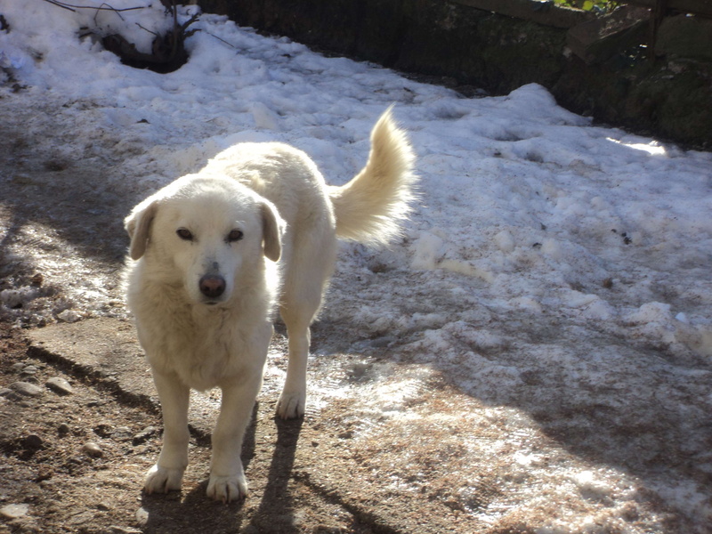 white color, snow, canine, nature, dog, day, sunlight, pets, animal, no people, winter, domestic, portrait, 4K, cold temperature, belka, animal themes
